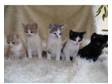Beautiful Kittens Ready To Go. We have 5 stunning....