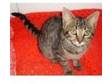 12 weeks old tabby kitten. Hello there i am selling my....
