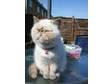 exotic persian female cat 1 year old. She is a very....