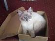 cute ragdoll. This playfull and gentle boy for sale. He....