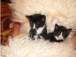 Beutiful kittens. I have for sale 2 lovely and sweet....