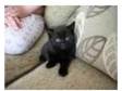 8 weeks old black kitten for sale. Hello there I am....