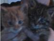 2 male kittens for sale £50 each. 2 male kittens for....