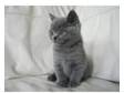 Pedigree Blue British shorthair kitten. Full pedigree....