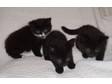 3 Adorable Kittens for Sale