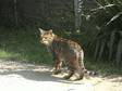 LOST: OUR brown spotted tanned bengal cat has gone....