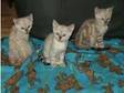 Bengal pure pedigree kittens for sale (£350). Bemadonna....