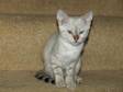 BEMADONNA BENGALS- Luton- has one kitten left in the....