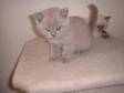 Lilac British Shorthair. Beautiful Lilac Male kitten for....