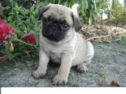 Top quality pug puppy