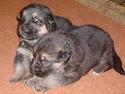 germen shepherd puppies(male and female) ready to go