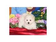 adorable bichon frise puppy for sale