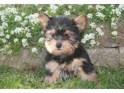 lovely baby yorkshire terrioer puppies for rehoming