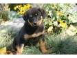 Rottweiler Puppies for Sale We have adorable Rottweiler....