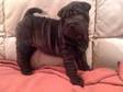 superb quality shar-pei pups!!. An absolutely adorable....