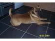 WE HAVE A stunning shar-pei at stud.he is kc reg from....