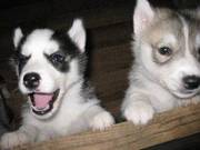 Siberian husky puppies for free lovely home