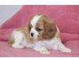 adorable Cavalier King Charles Spaniel puppy for family....