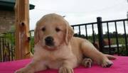 potty trained golden retriever puppy for good homes