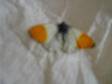 I FOUND this Orange Tip butterfly at work and put it....