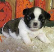 Shih Tzu Puppies For Sale 